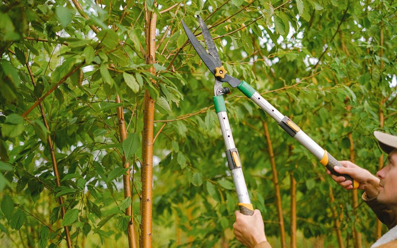 Tree trimming in Hazleton, IA