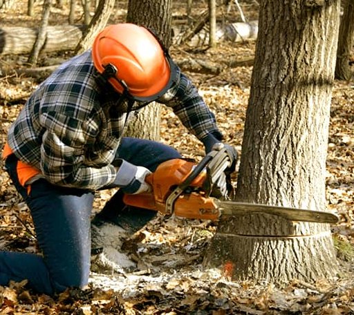 Tree Removal in Hazleton, IA